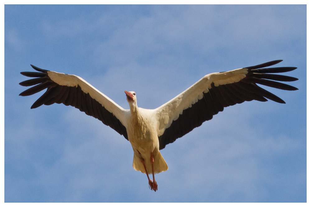 Storch im Flug