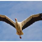 Storch im Flug