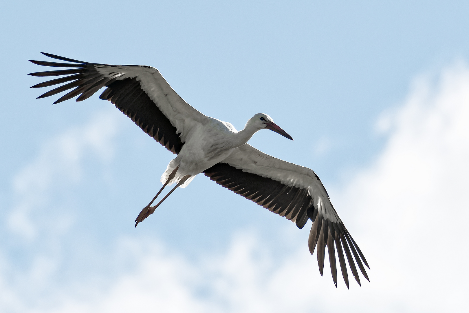 Storch im Flug