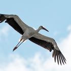 Storch im Flug