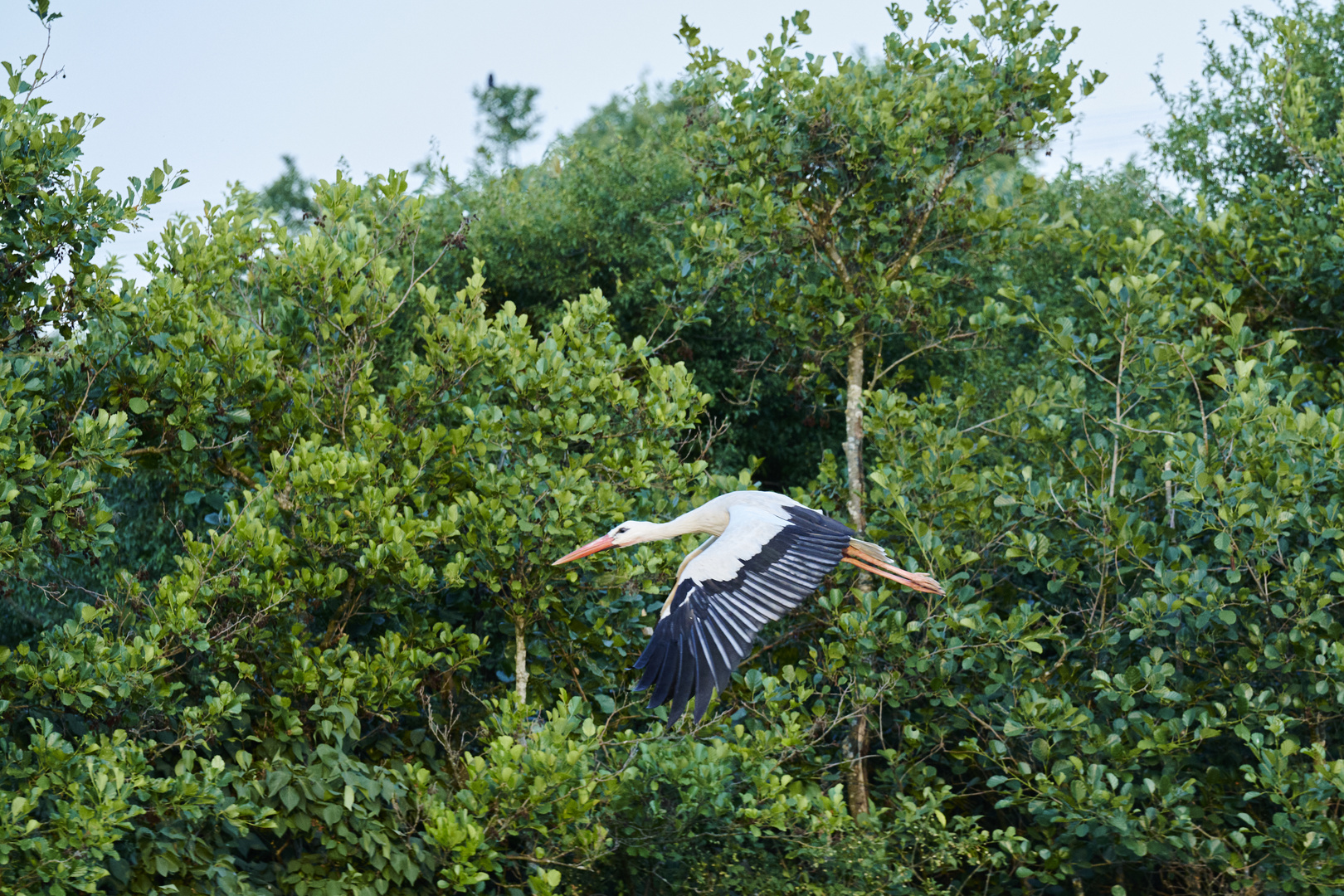 Storch im Flug