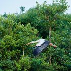 Storch im Flug