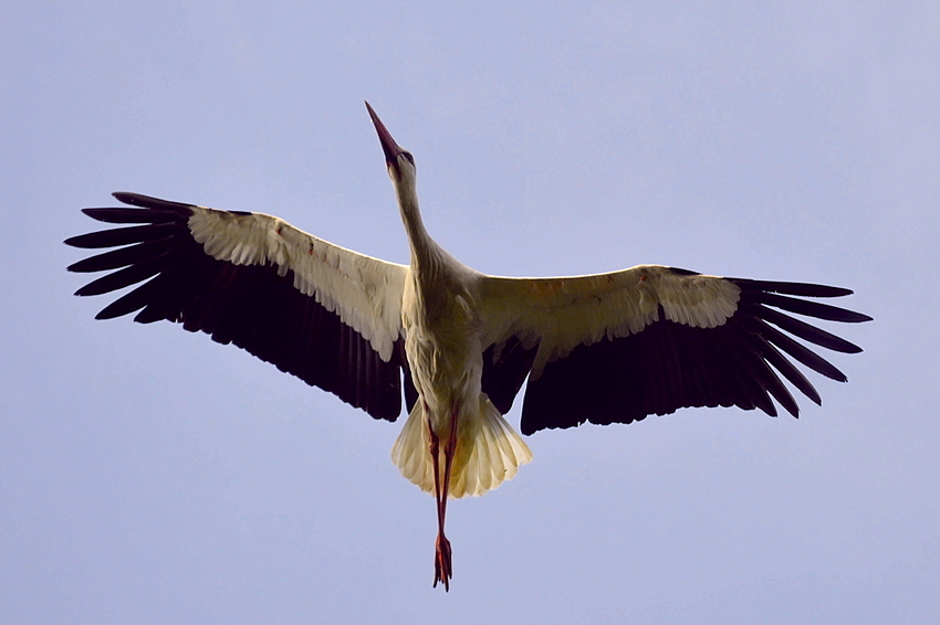 Storch im Flug 