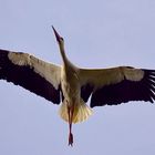 Storch im Flug 