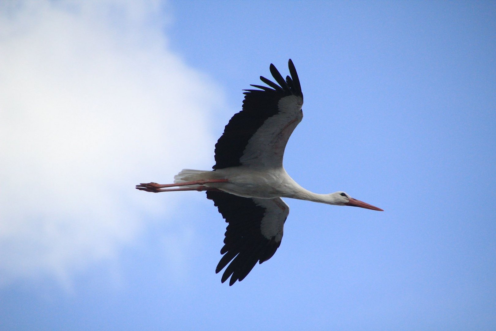 Storch im Flug