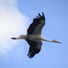 Storch im Flug