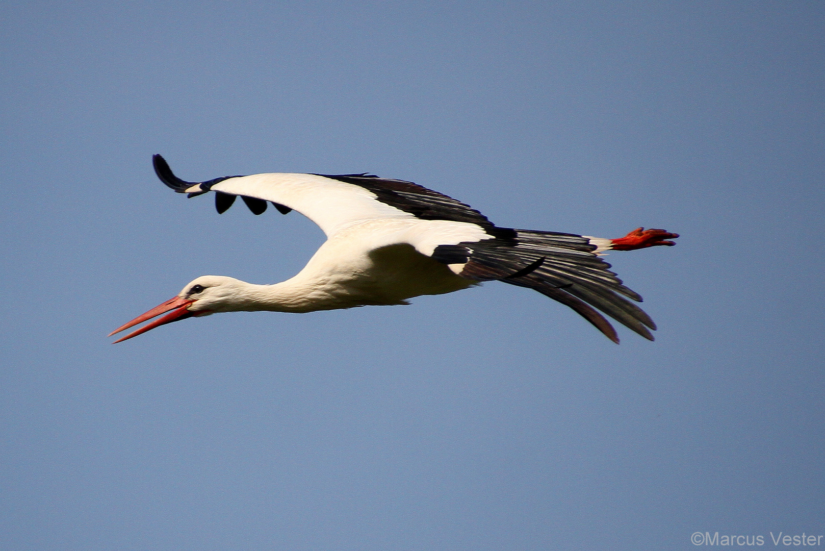 Storch im Flug