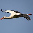 Storch im Flug