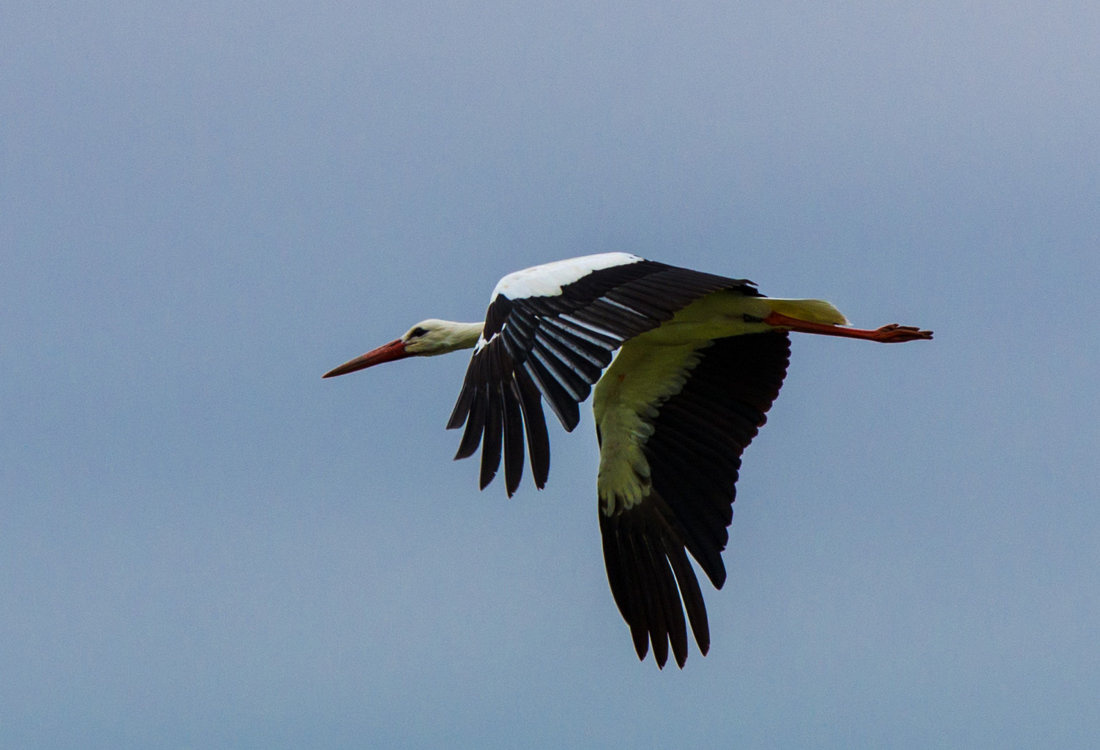 Storch im Flug