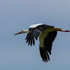 Storch im Flug