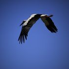 Storch im Flug