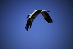 Storch im Flug