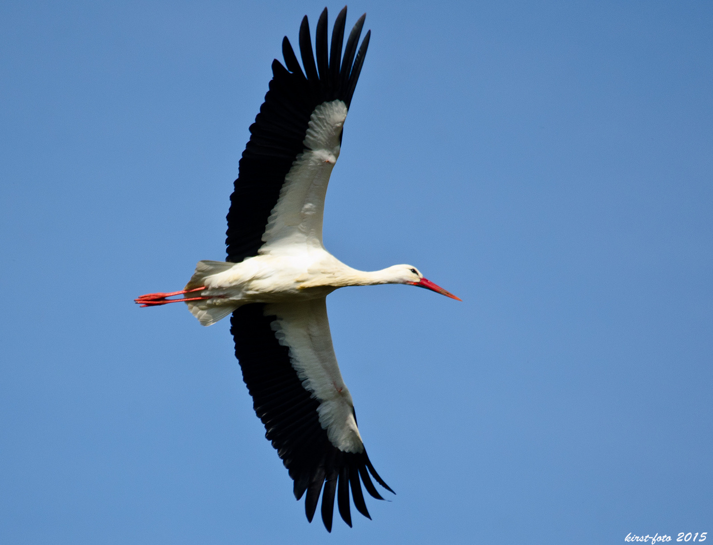 Storch im Flug