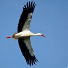 Storch im Flug