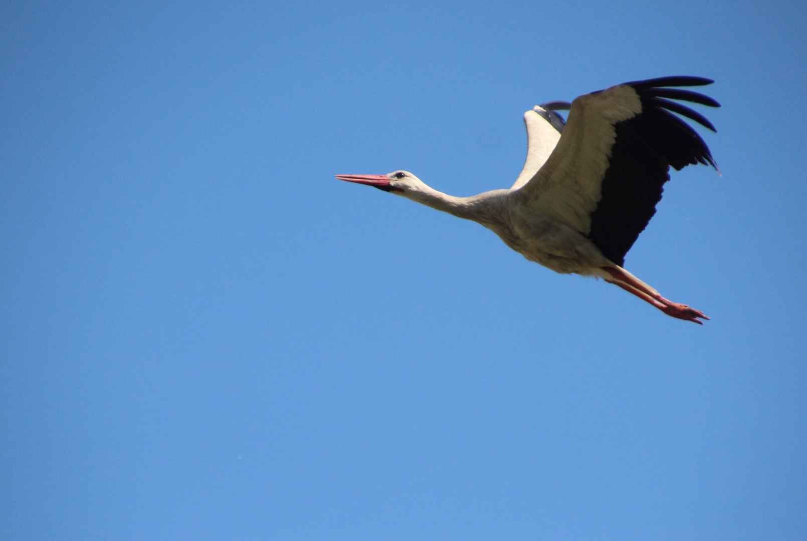 Storch im Flug