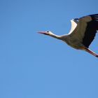 Storch im Flug