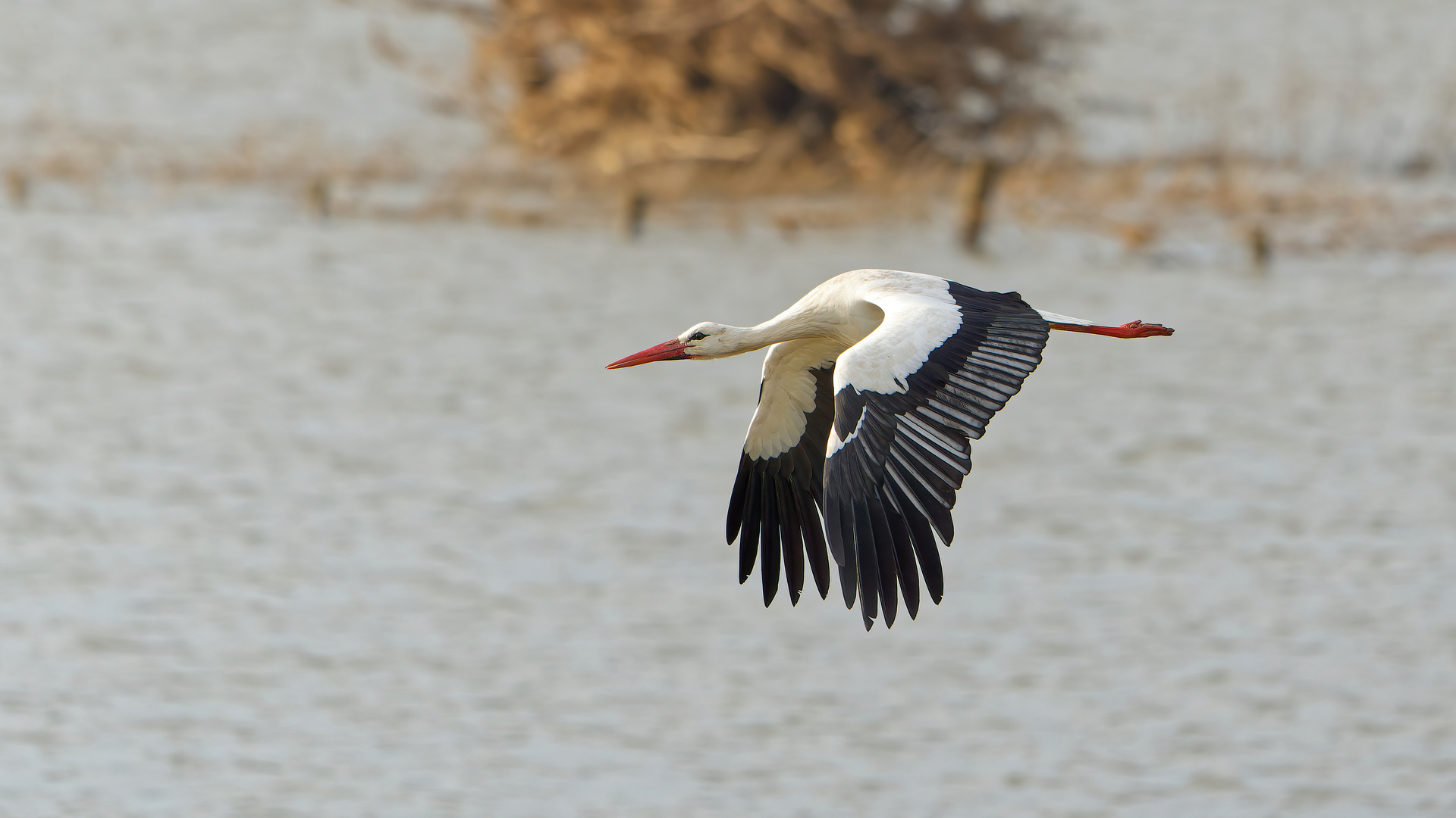 Storch im Flug