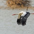 Storch im Flug