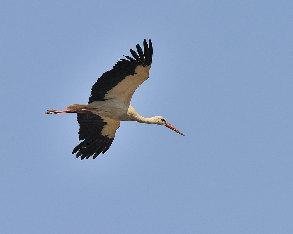 Storch im Flug