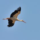 Storch im Flug