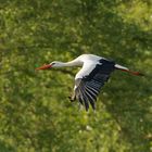 Storch im Flug