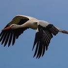 Storch im Flug...