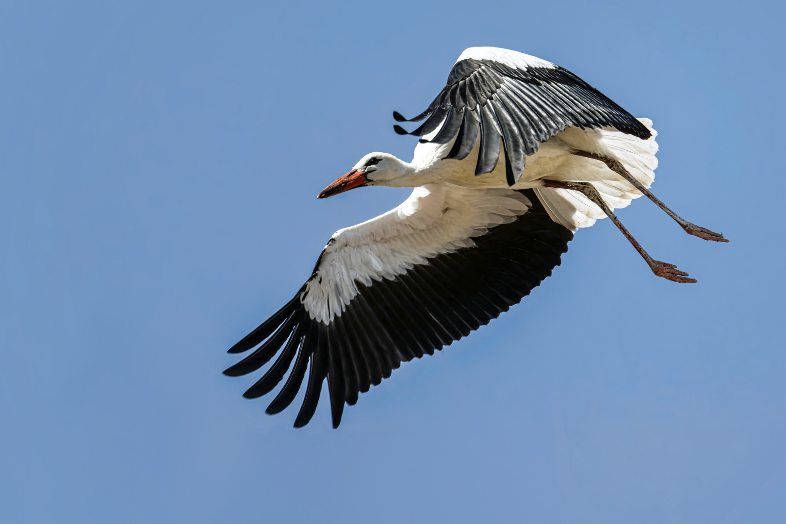 Storch im Flug 