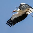 Storch im Flug 