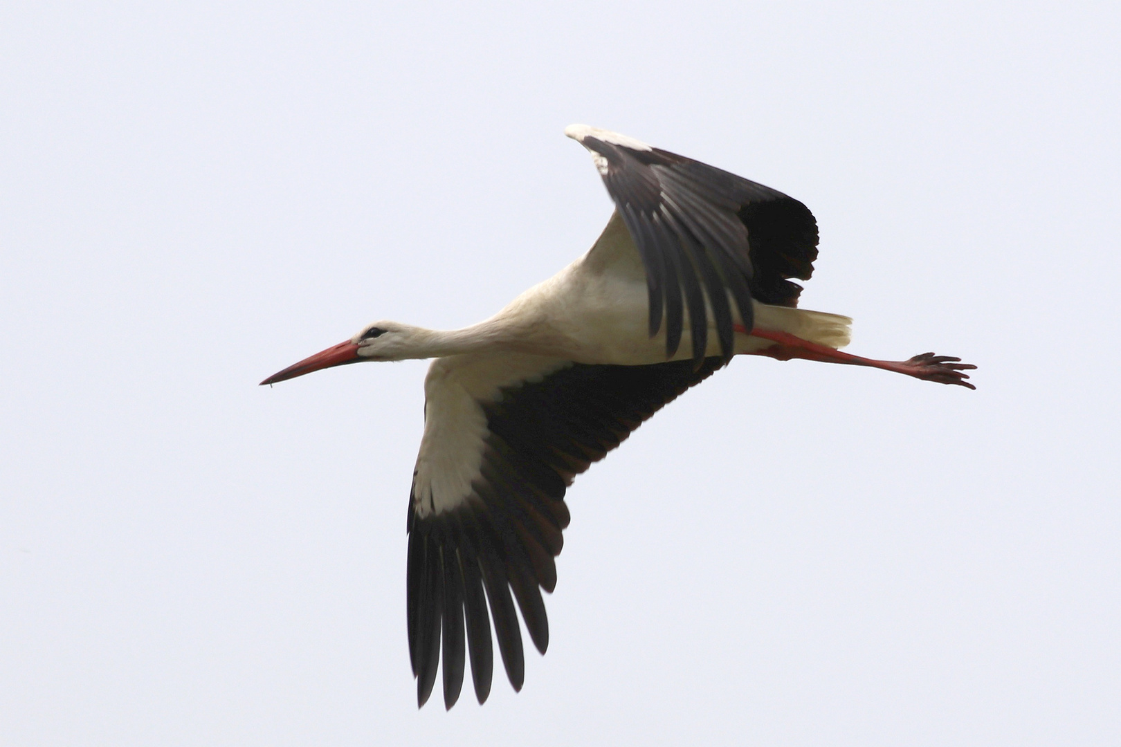 Storch im Flug