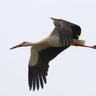 Storch im Flug