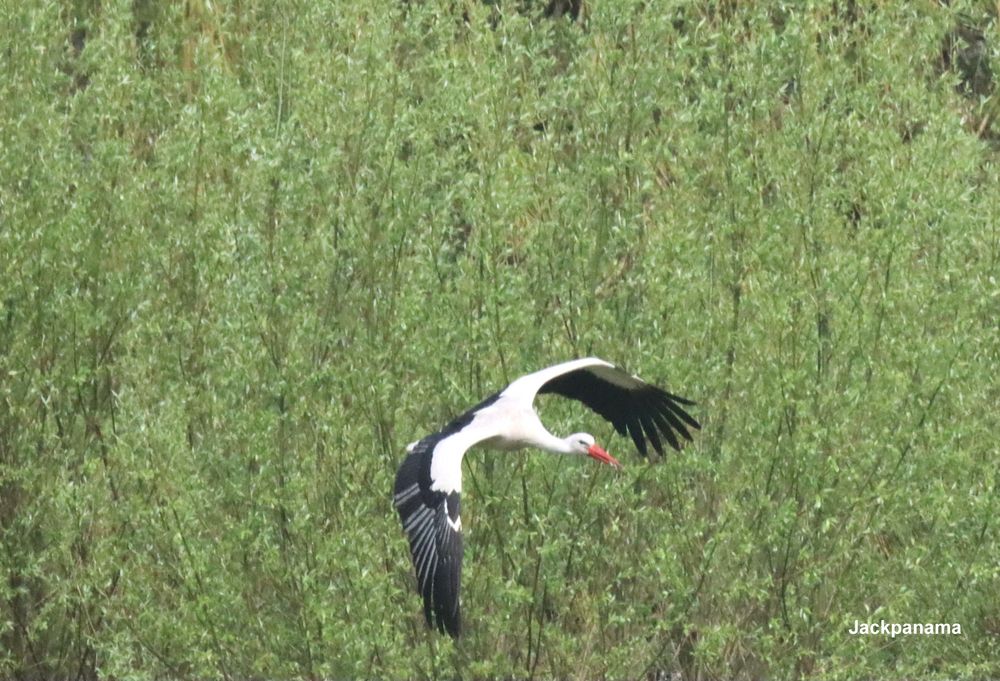 Storch im Flug