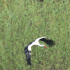 Storch im Flug