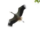 Storch im Flug