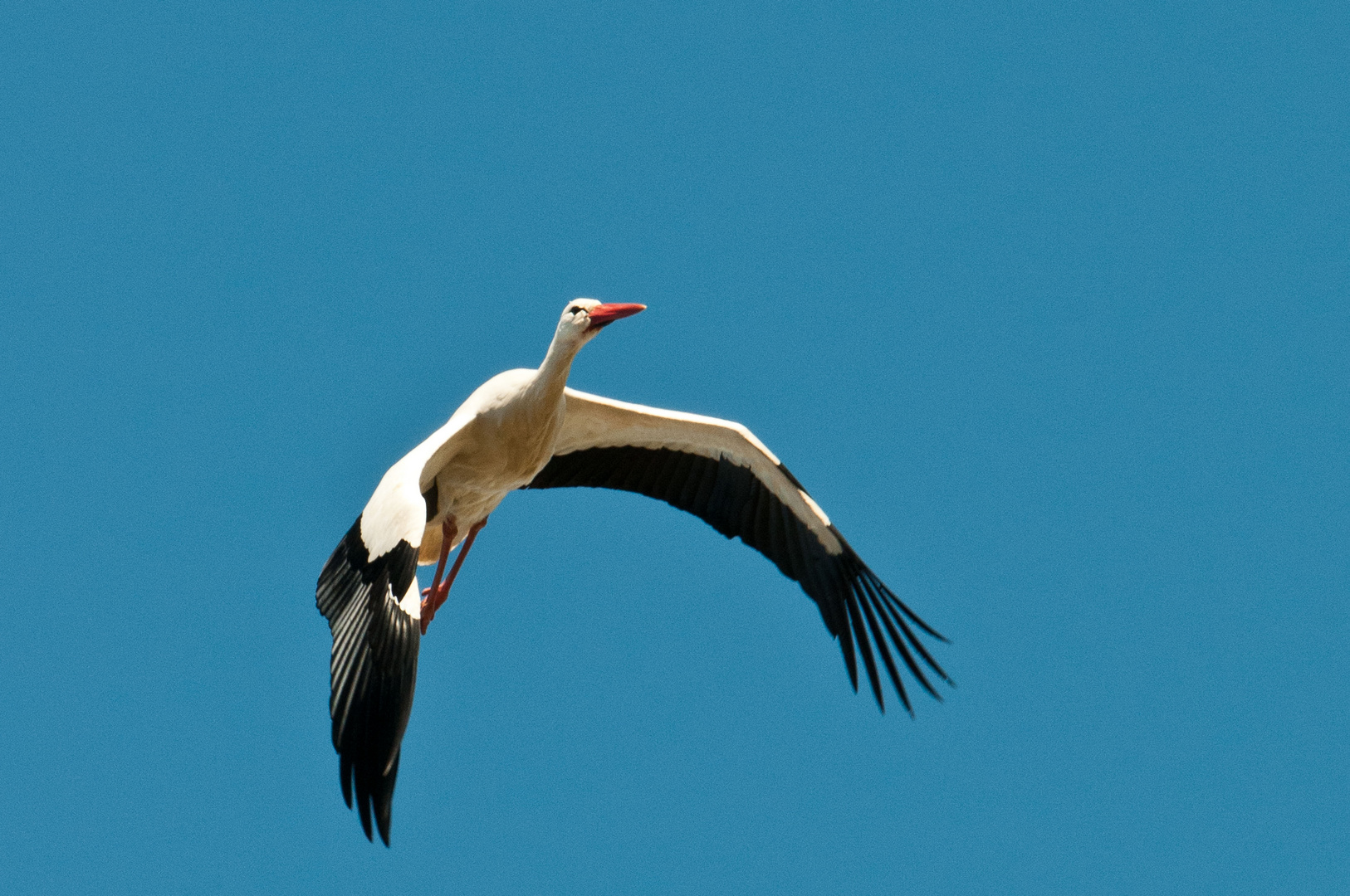 Storch im Flug