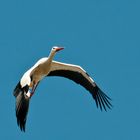 Storch im Flug