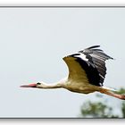 Storch im Flug