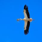 Storch im Flug