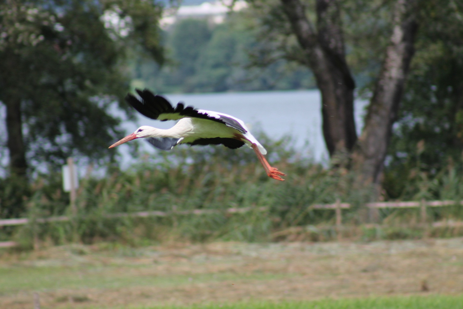 Storch im Flug