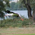 Storch im Flug