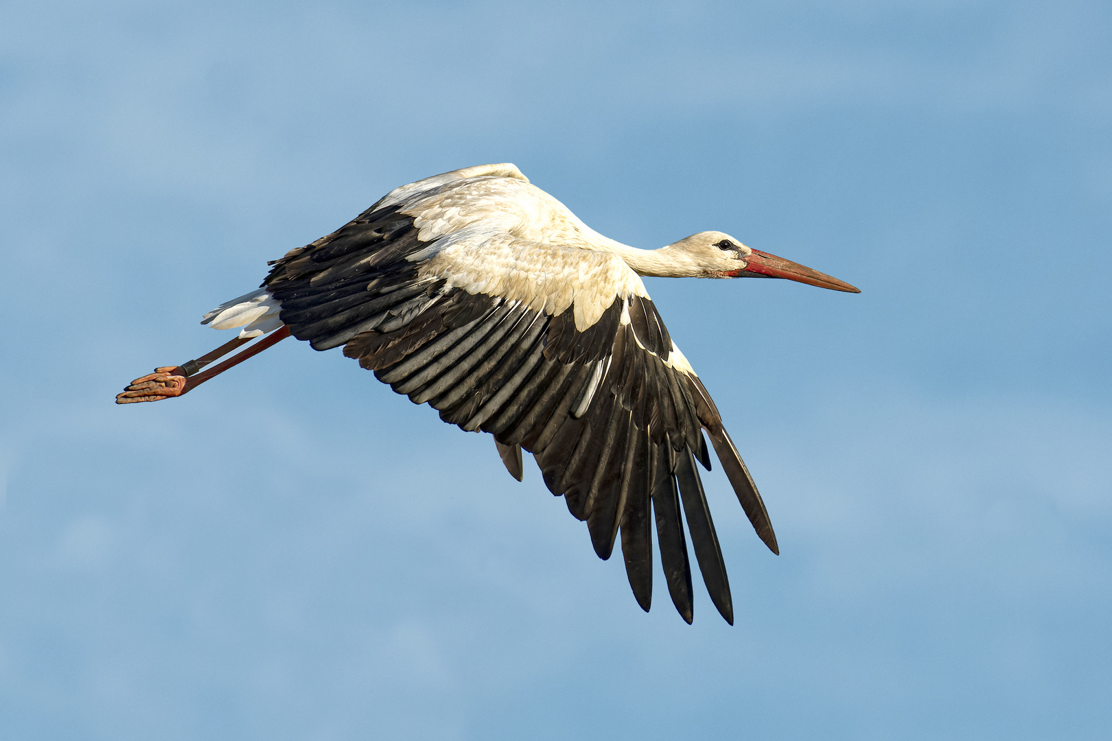 Storch im Flug