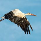 Storch im Flug