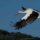 Storch im Flug