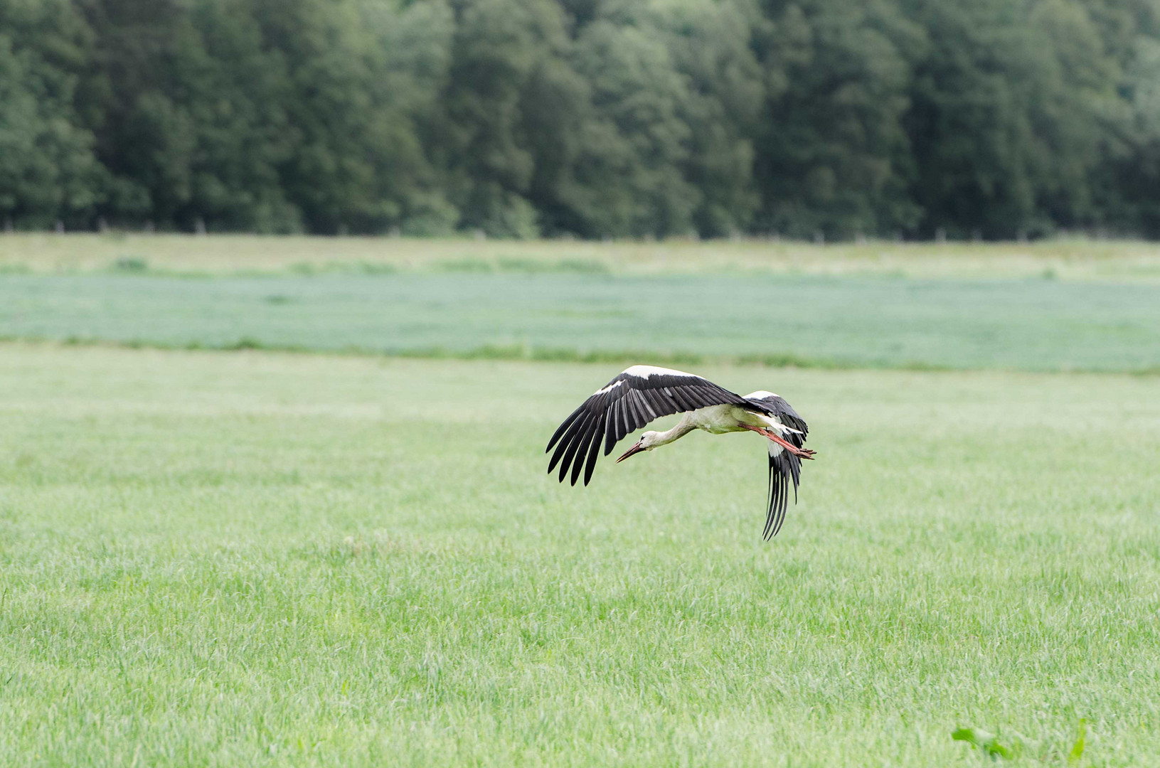 Storch im Flug