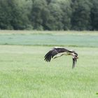 Storch im Flug