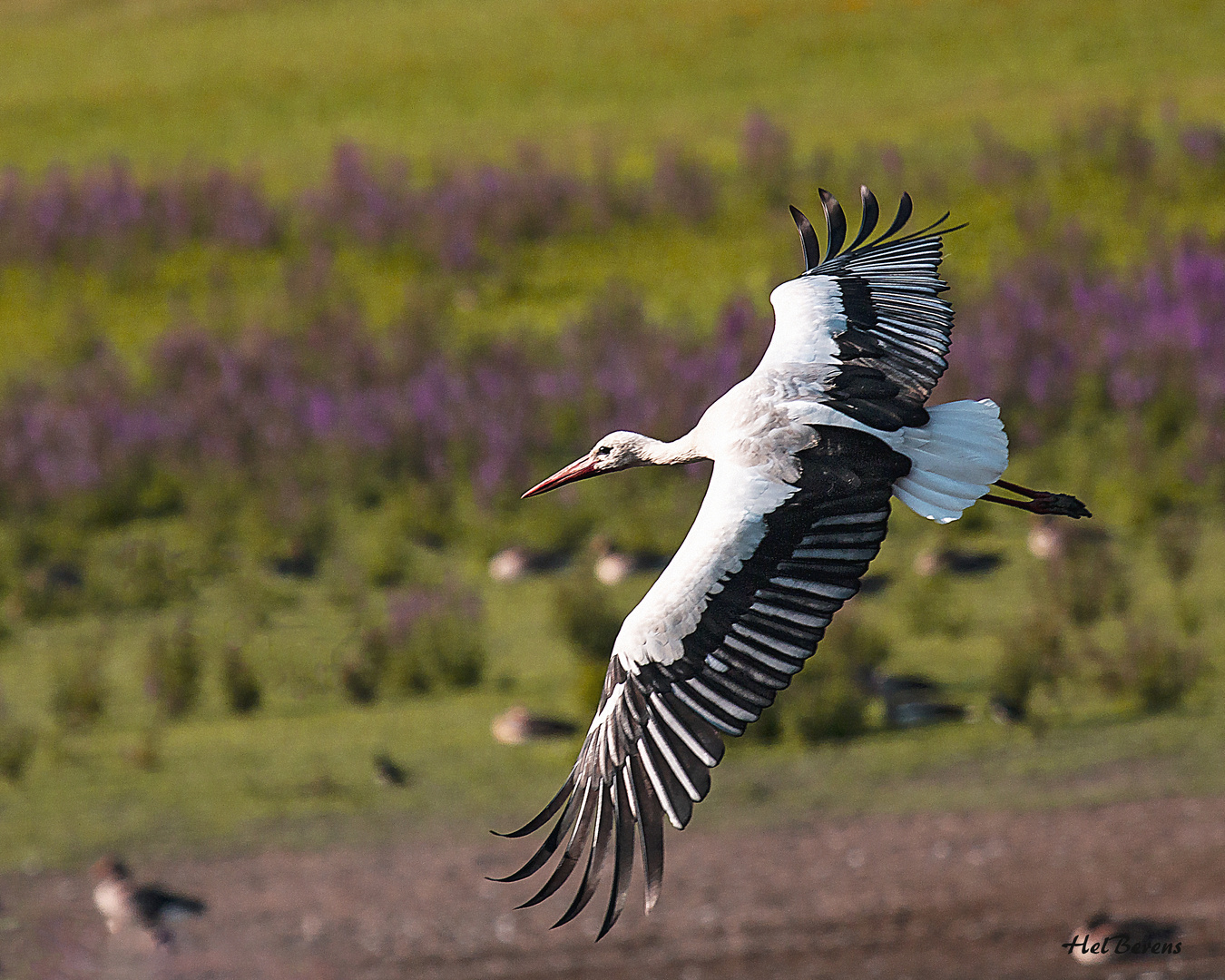 Storch im Flug