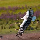 Storch im Flug