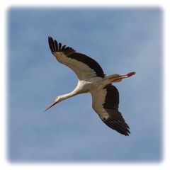 Storch im Flug I