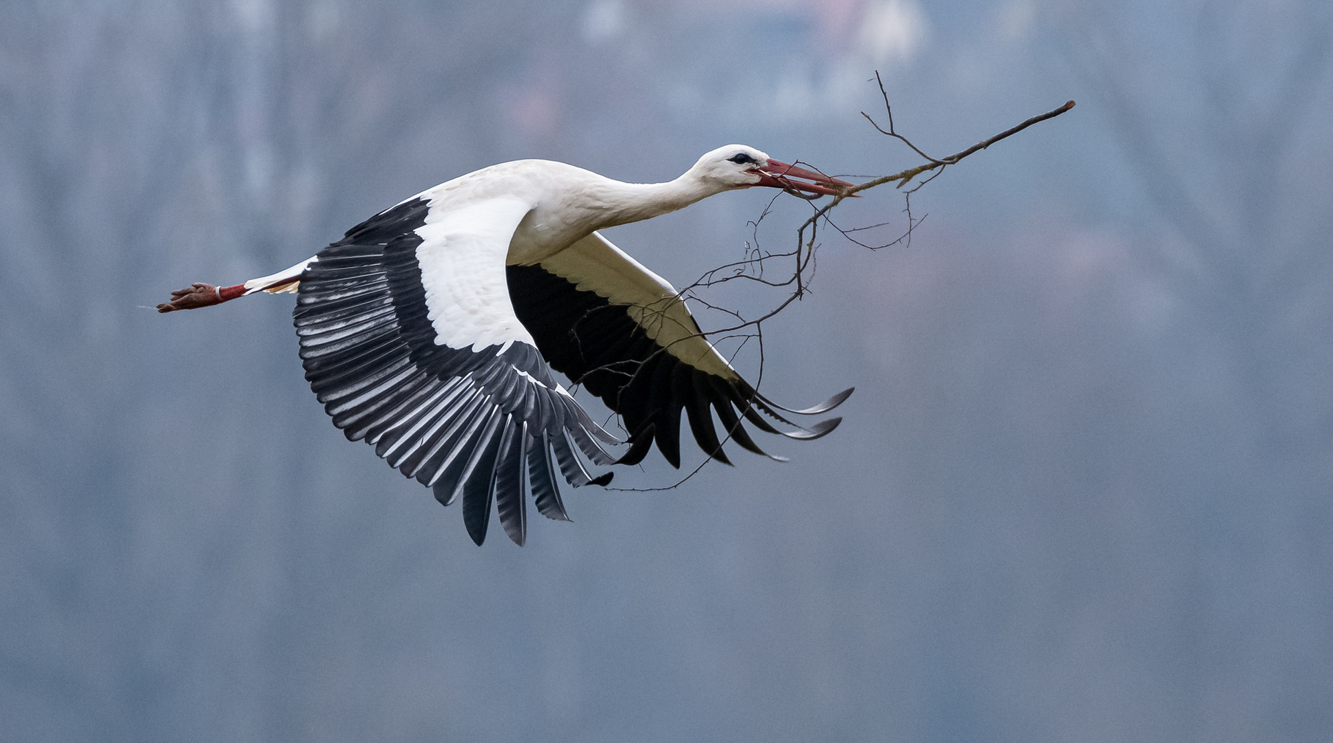 Storch im Flug mit Ast ...