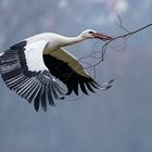 Storch im Flug mit Ast ...