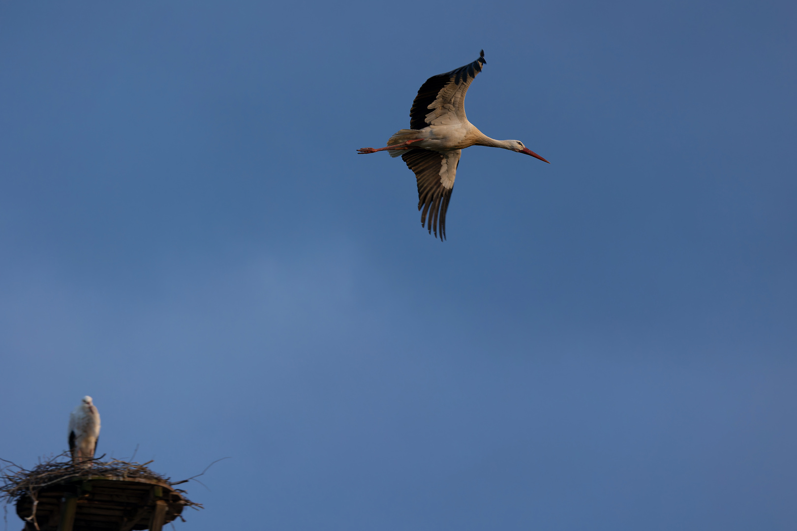 Storch im Flug über das Nest